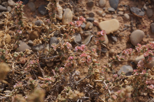 Agathophora alopecuroides