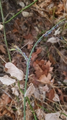 Brevicoryne brassicae