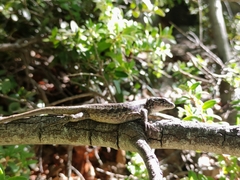 Liolaemus septentrionalis