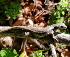 Liolaemus septentrionalis