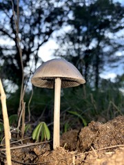 Panaeolus