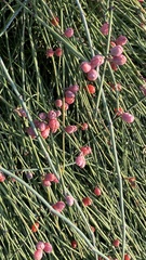 Ephedra