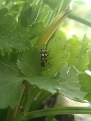 Eriopis connexa