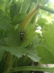 Eriopis connexa