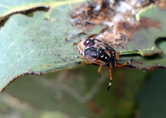 Anischys luteovarius