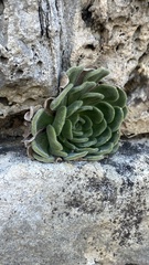 Sempervivum