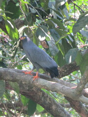 Helicolestes hamatus