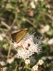 Copaeodes aurantiaca