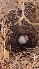 Thryothorus ludovicianus