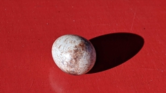 Thryothorus ludovicianus