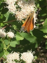 Copaeodes aurantiaca