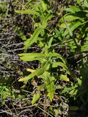 Pseudognaphalium californicum
