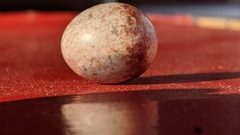 Thryothorus ludovicianus