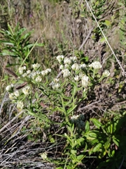Pseudognaphalium californicum