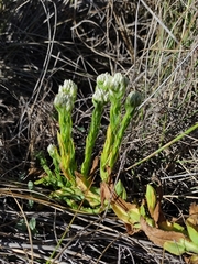Pseudognaphalium californicum