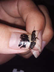 Platydracus incognitus