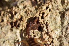 Euscorpius