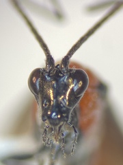 Aerophilus nigripes