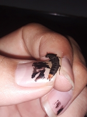 Platydracus incognitus