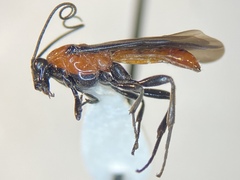 Aerophilus nigripes