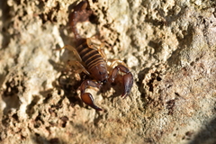 Euscorpius