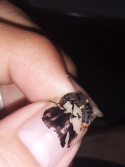 Platydracus incognitus