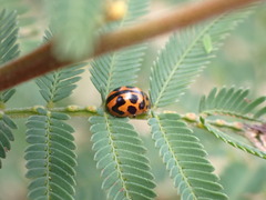 Peltoschema oceanicum