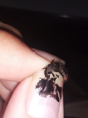 Platydracus incognitus