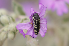 Acmaeodera solitaria