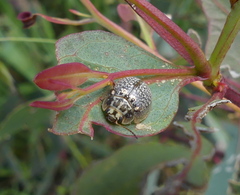 Paropsisterna decolorata
