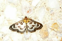 Anania hortulata