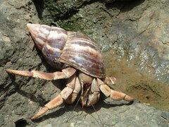 Coenobita violascens