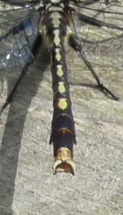 Arigomphus villosipes