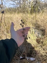 Camassia