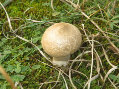 Lycoperdon lividum