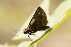 Psoralis stacara