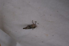 Lithomoia germana