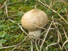 Lycoperdon lividum