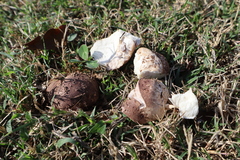 Calvatia cyathiformis