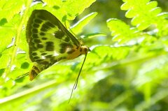 Anania hortulata