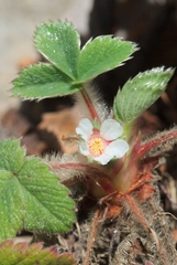 Potentilla micrantha