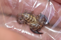 Euscorpius