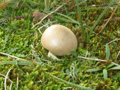 Lycoperdon lividum