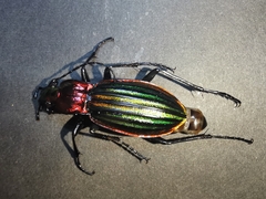Carabus lineatus lateralis