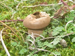 Lycoperdon lividum