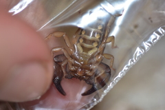 Euscorpius