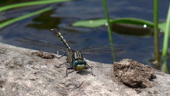 Arigomphus villosipes
