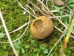 Lycoperdon lividum