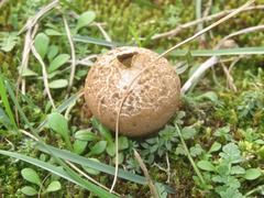 Lycoperdon lividum