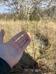 Sanicula crassicaulis